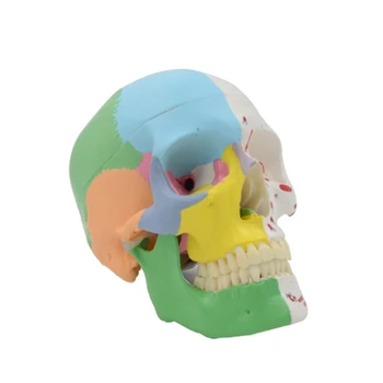 co231 Анатомическая модель человека, модель черепа, Медицинская Обучающая Съемная шапочка для изучения анатомии.